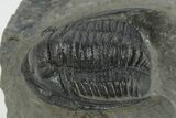Detailed Cornuproetus Trilobite Fossil - Morocco #222467-1